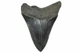 Serrated, Fossil Megalodon Tooth - South Carolina #346179-1
